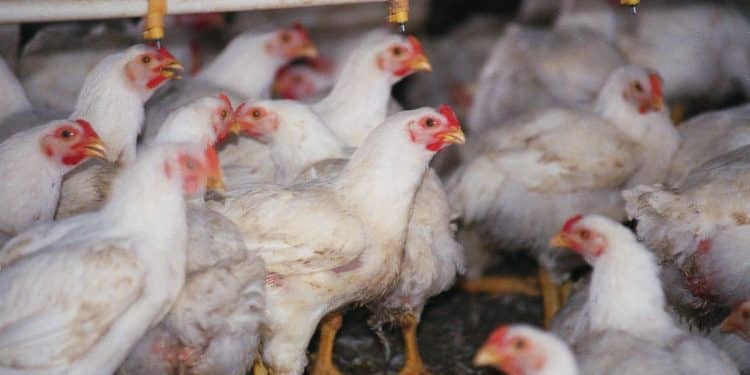 RFK Jr. warns vaccinating poultry for bird flu could backfire