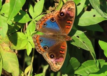 22% of butterflies in U.S. disappeared in 2 decades, study finds
