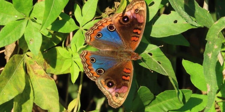 22% of butterflies in U.S. disappeared in 2 decades, study finds