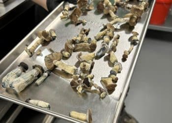 The Colorado psychedelic mushroom experiment has arrived