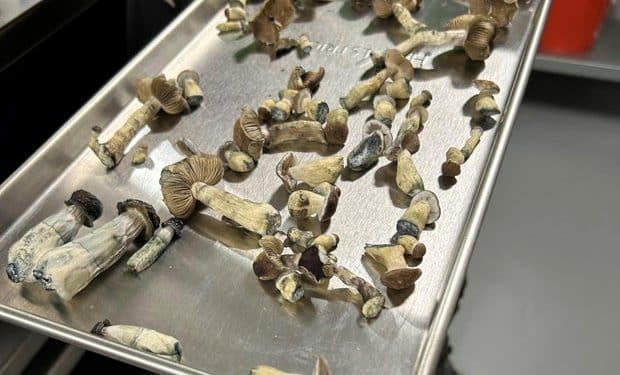 The Colorado psychedelic mushroom experiment has arrived