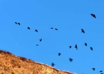 Nature: Hollywood Hills