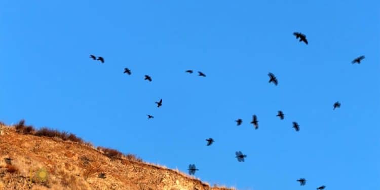 Nature: Hollywood Hills