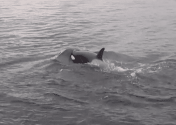 Pod of Bigg’s killer whales caught on video in rarely seen bird hunt off Seattle