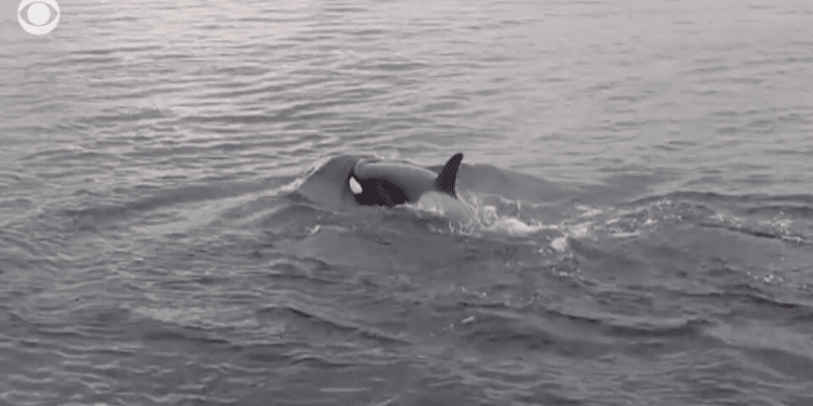Pod of Bigg’s killer whales caught on video in rarely seen bird hunt off Seattle