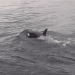 Pod of Bigg’s killer whales caught on video in rarely seen bird hunt off Seattle