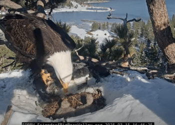 Friends of Big Bear Valley reports that one of Jackie and Shadow’s three eaglets died.