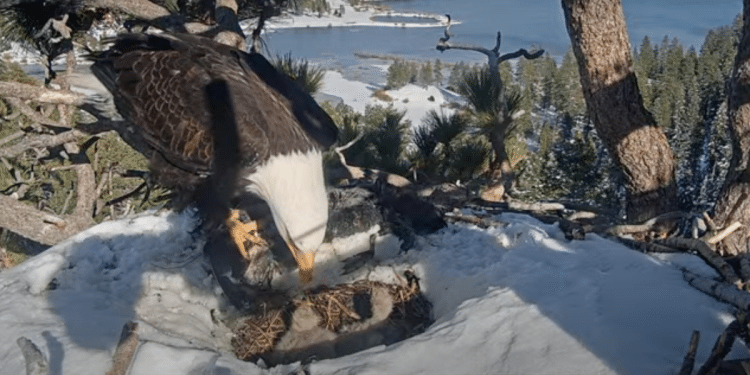 Friends of Big Bear Valley reports that one of Jackie and Shadow’s three eaglets died.