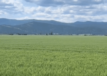 Synthetic Fertilizer, EPA Tries to Manage Substantial Environmental Impacts, FDA does not Regulate, Consumers Have No Way of Knowing