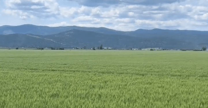 Synthetic Fertilizer, EPA Tries to Manage Substantial Environmental Impacts, FDA does not Regulate, Consumers Have No Way of Knowing