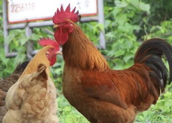 “Cage Free” and “Free Range” Don’t Mean What You Think?