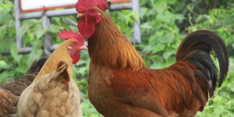 “Cage Free” and “Free Range” Don’t Mean What You Think?